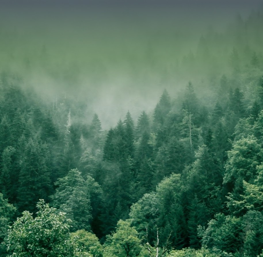 “Woodsy Poetry” – Elaine Hendrickson
